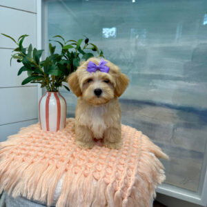 Madrid - F Maltipoo Puppy - BPPP Litter --_