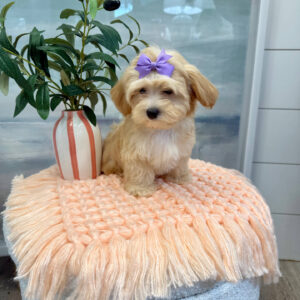 Madrid - F Maltipoo Puppy - BPPP Litter --_
