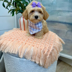 Madrid - F Maltipoo Puppy - BPPP Litter --_