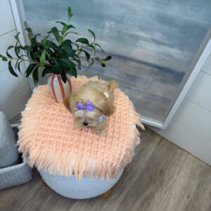 Madrid - F Maltipoo Puppy - BPPP Litter --_