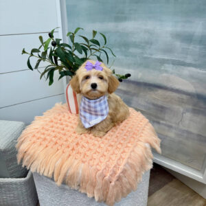 Madrid - F Maltipoo Puppy - BPPP Litter --_