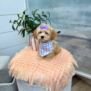 Madrid - F Maltipoo Puppy - BPPP Litter --_