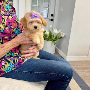 Madrid - F Maltipoo Puppy - BPPP Litter --_