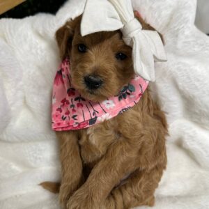 Malibu - Apricot Red - FB Toy Goldendoodle - Female - Petite Posh Puppies -