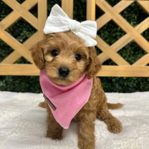 Malibu - Apricot Red - FB Toy Goldendoodle - Female - Petite Posh Puppies -