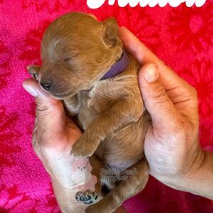 Malibu - Apricot Red - FB Toy Goldendoodle - Female - Petite Posh Puppies