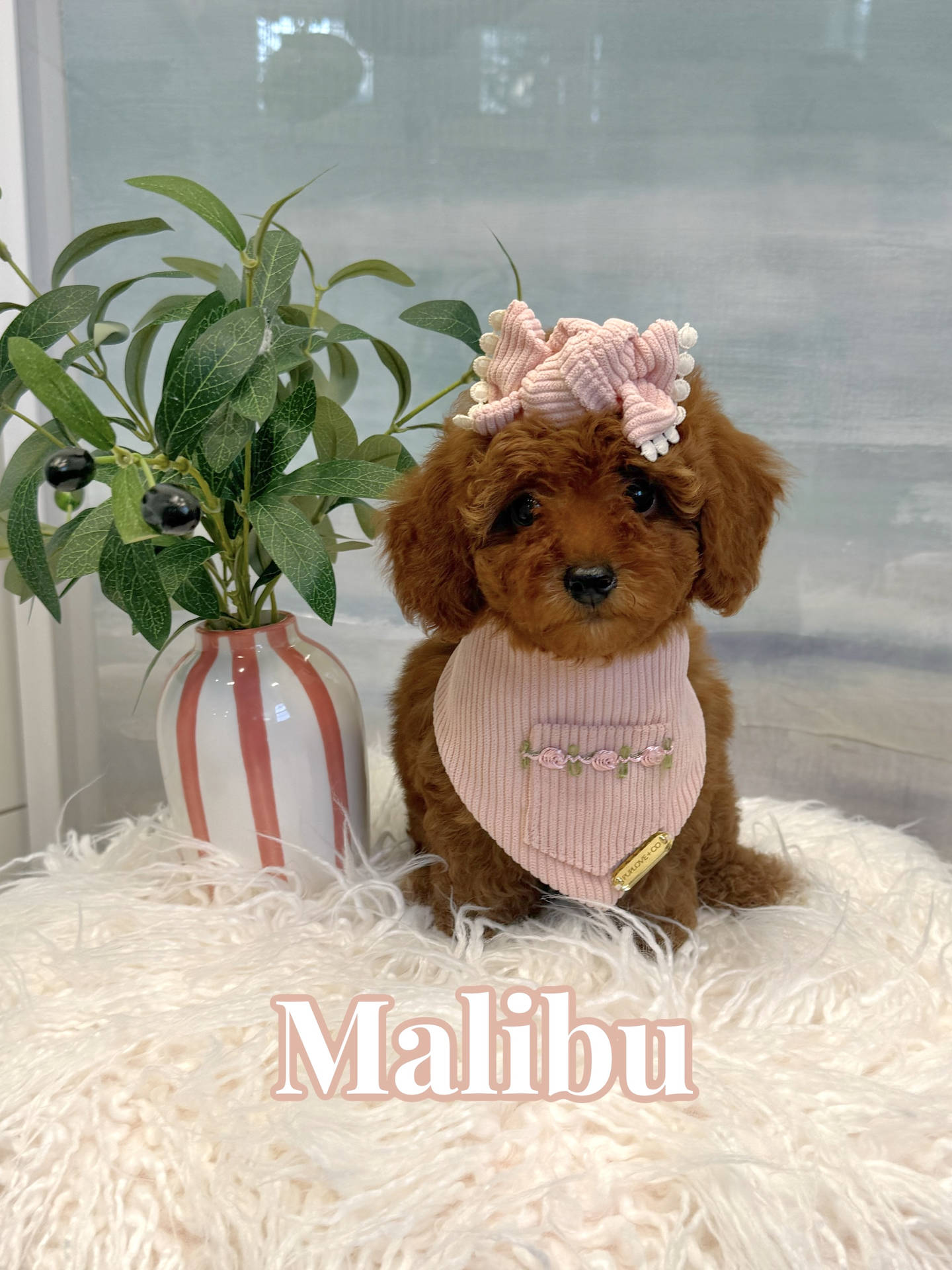 Malibu - CKC Toy Micro Goldendoodle Puppy - PPP Litter --