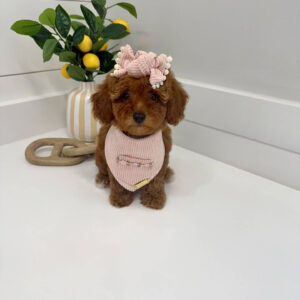 Malibu - CKC Toy Micro Goldendoodle Puppy - PPP Litter --_