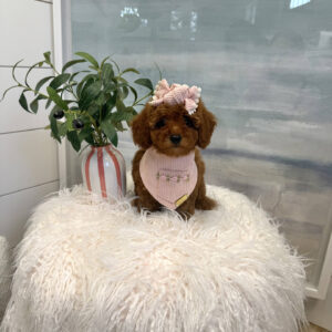 Malibu - CKC Toy Micro Goldendoodle Puppy - PPP Litter --_