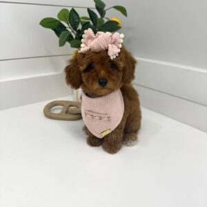 Malibu - CKC Toy Micro Goldendoodle Puppy - PPP Litter --_