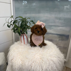 Malibu - CKC Toy Micro Goldendoodle Puppy - PPP Litter --_