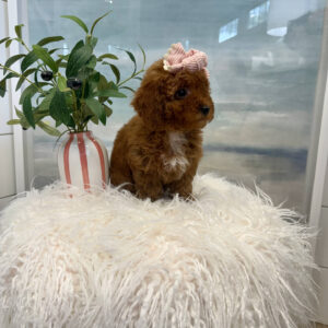 Malibu - CKC Toy Micro Goldendoodle Puppy - PPP Litter --_