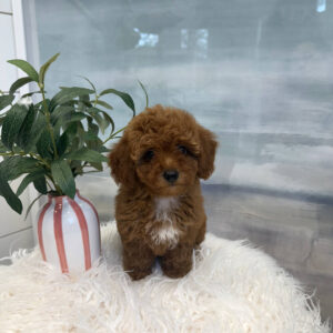 Malibu - CKC Toy Micro Goldendoodle Puppy - PPP Litter --_
