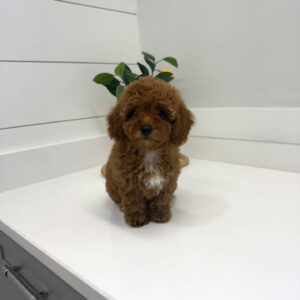Malibu - CKC Toy Micro Goldendoodle Puppy - PPP Litter --_