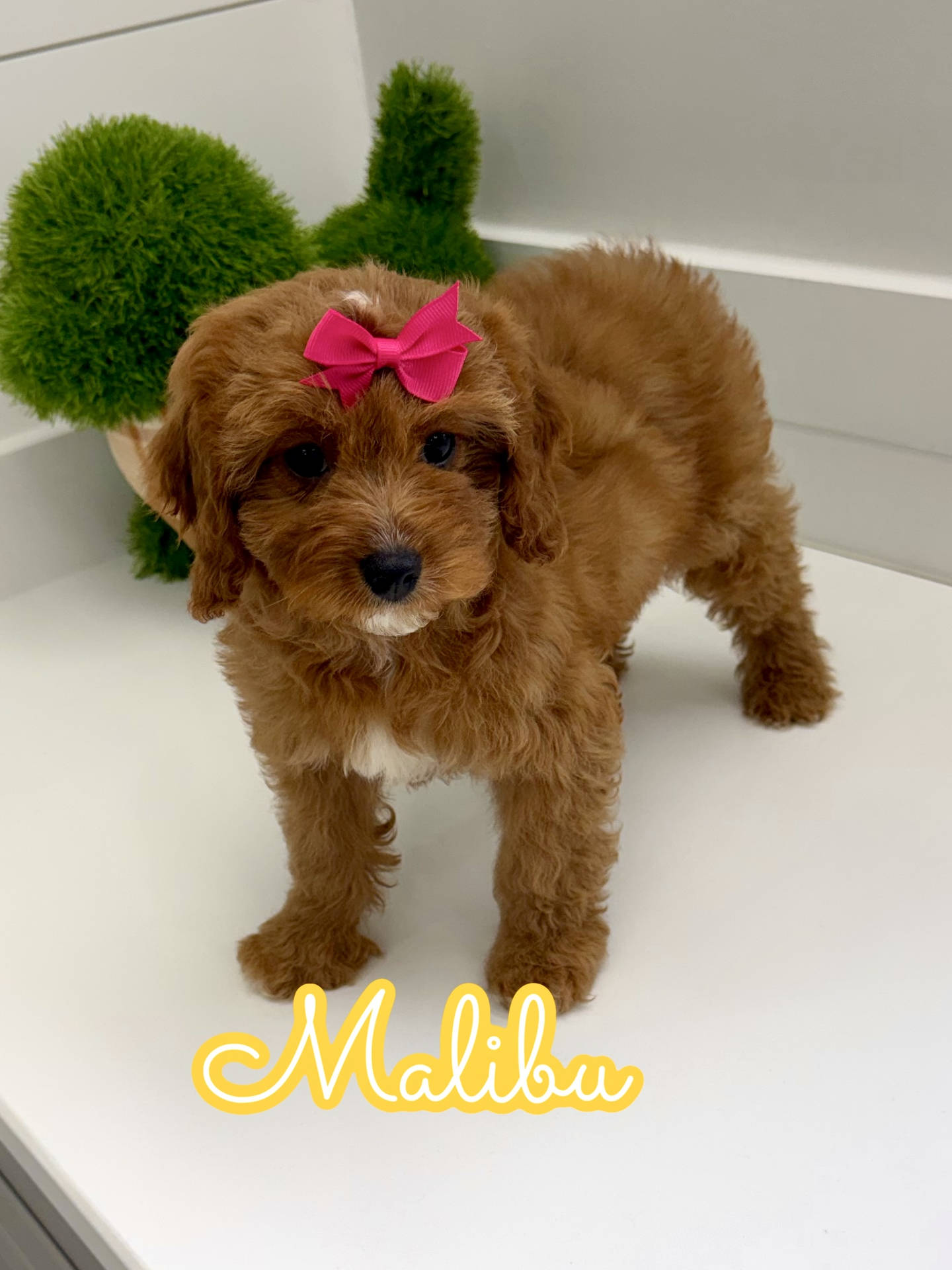Malibu - F Cavapoo Puppy - BPPP Litter --_
