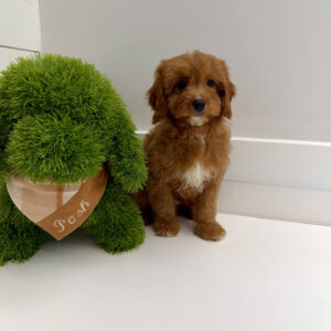 Malibu - F Cavapoo Puppy - BPPP Litter --_