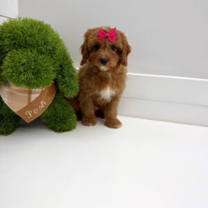 Malibu - F Cavapoo Puppy - BPPP Litter --_