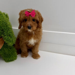 Malibu - F Cavapoo Puppy - BPPP Litter --_