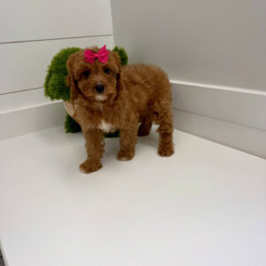 Malibu - F Cavapoo Puppy - BPPP Litter --_