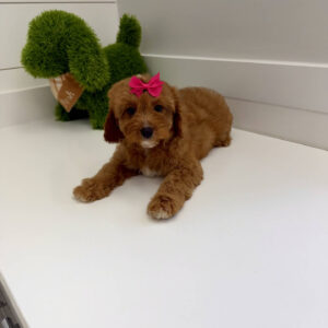 Malibu - F Cavapoo Puppy - BPPP Litter --_