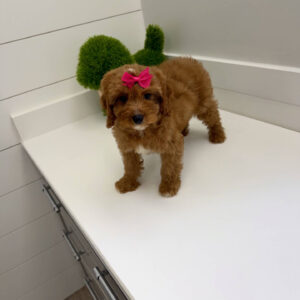 Malibu - F Cavapoo Puppy - BPPP Litter --_