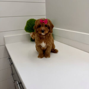Malibu - F Cavapoo Puppy - BPPP Litter --_