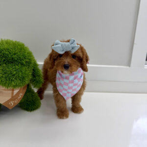 Malibu - F Cavapoo Puppy - BPPP Litter --_