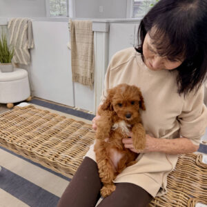 Malibu - F Cavapoo Puppy - BPPP Litter --_