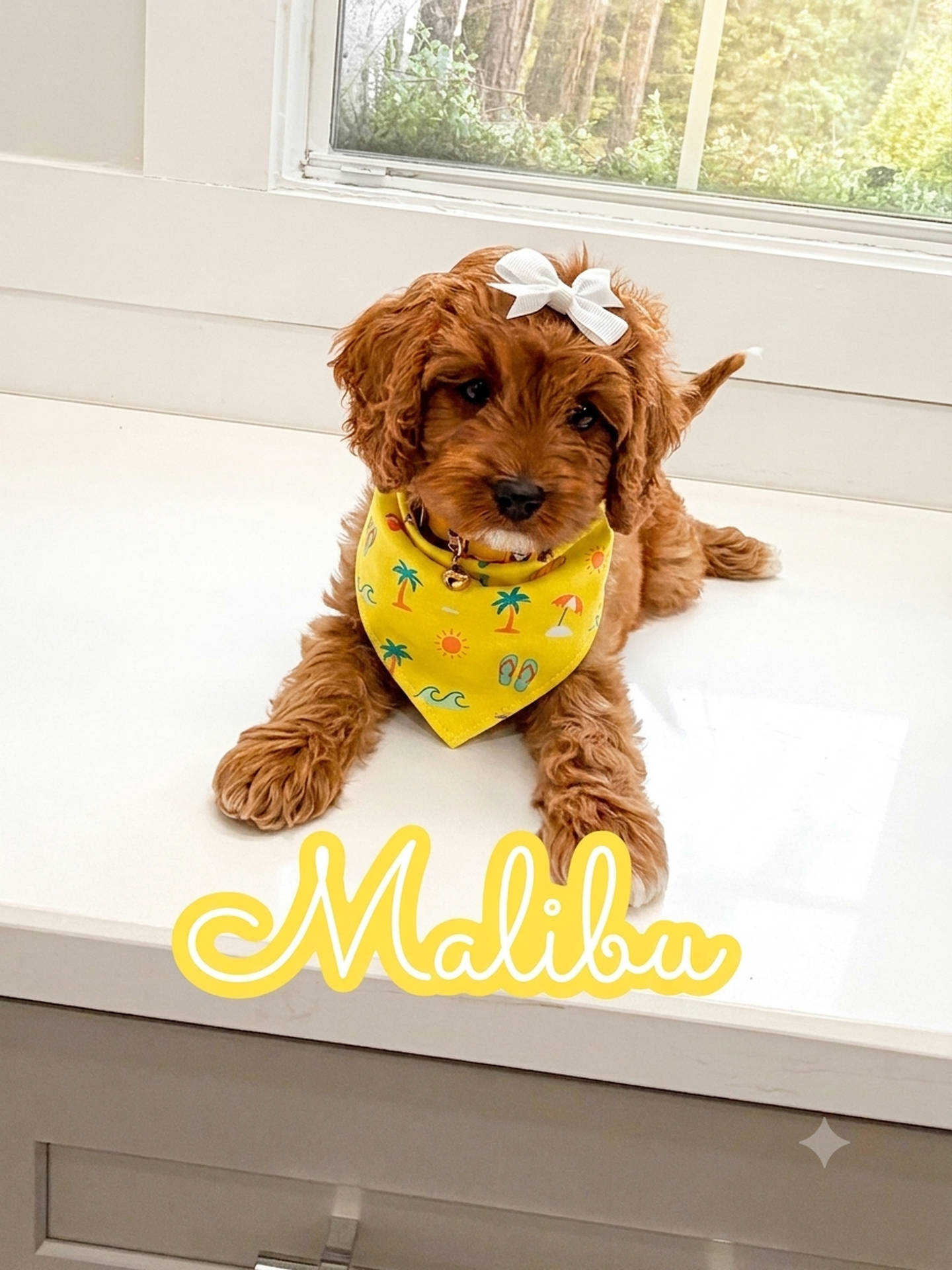 Malibu - F Cavapoo Puppy - Litter --_