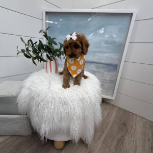 Malibu - F Cavapoo Puppy - Litter --_