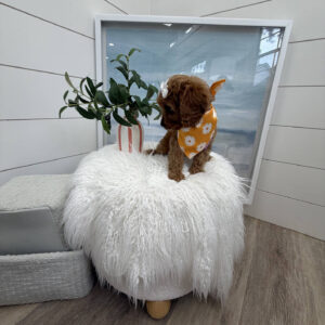 Malibu - F Cavapoo Puppy - Litter --_