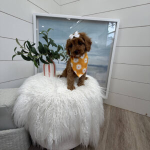 Malibu - F Cavapoo Puppy - Litter --_