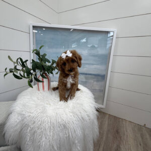 Malibu - F Cavapoo Puppy - Litter --_