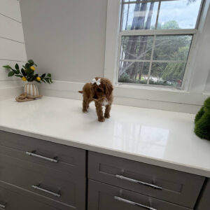 Malibu - F Cavapoo Puppy - Litter --_