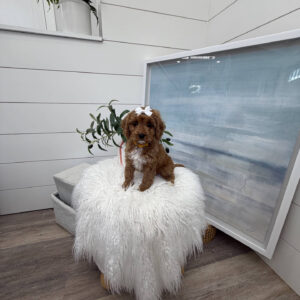 Malibu - F Cavapoo Puppy - Litter --_