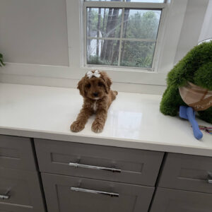 Malibu - F Cavapoo Puppy - Litter --_