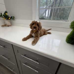 Malibu - F Cavapoo Puppy - Litter --_