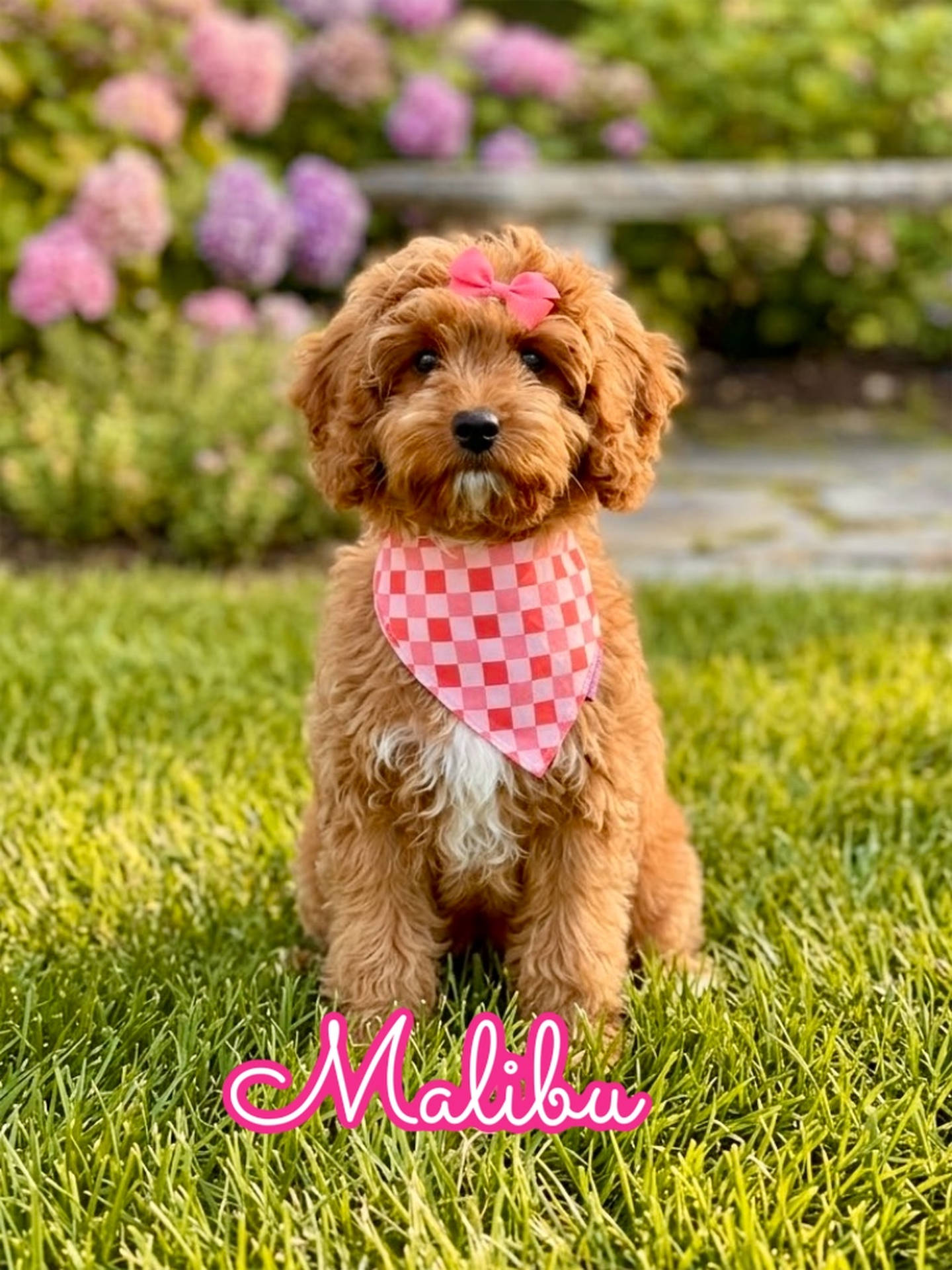 Malibu - F Cavapoo Puppy - Litter --_-