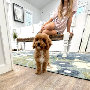 Malibu - F Cavapoo Puppy - Litter --_-