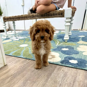 Malibu - F Cavapoo Puppy - Litter --_-