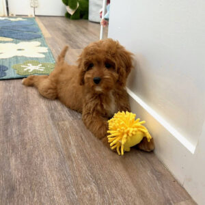Malibu - F Cavapoo Puppy - Litter --_-