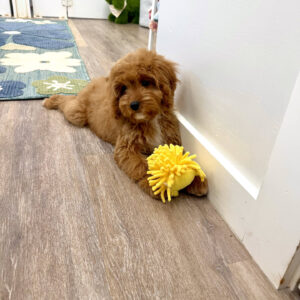 Malibu - F Cavapoo Puppy - Litter --_-