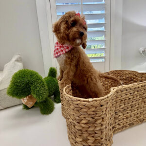 Malibu - F Cavapoo Puppy - Litter --_-
