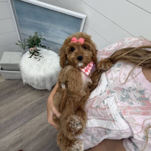 Malibu - F Cavapoo Puppy - Litter --_-