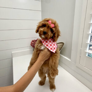 Malibu - F Cavapoo Puppy - Litter --_-