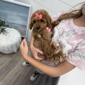 Malibu - F Cavapoo Puppy - Litter --_-