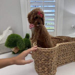 Malibu - F Cavapoo Puppy - Litter --_-