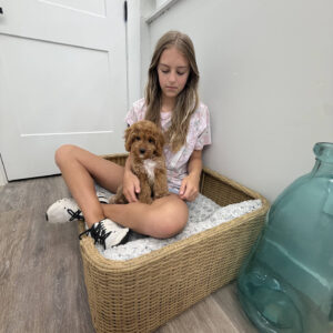 Malibu - F Cavapoo Puppy - Litter --_-