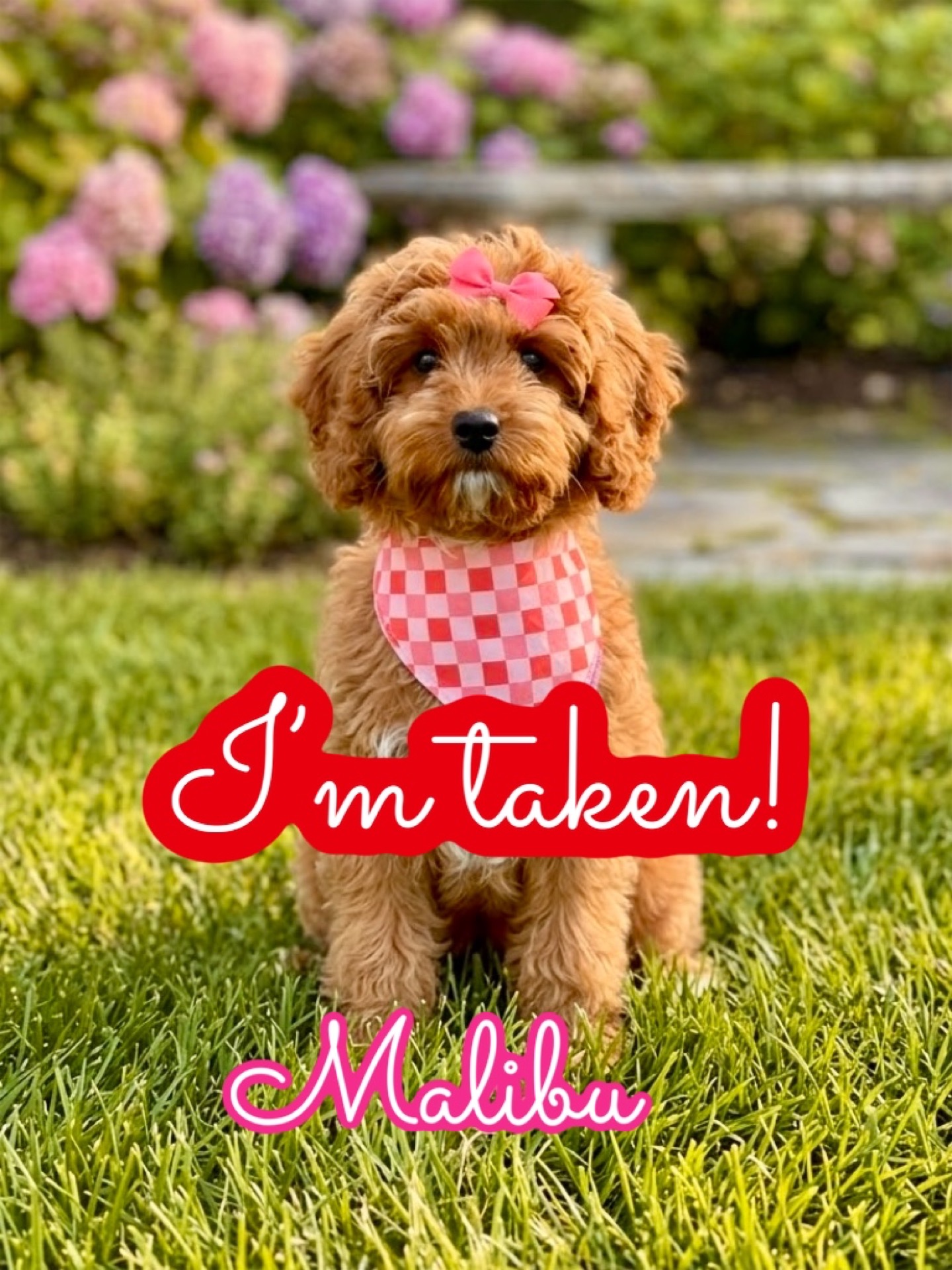 Malibu - F Cavapoo Puppy - Litter --_Forever Home in Allegheny County- PA