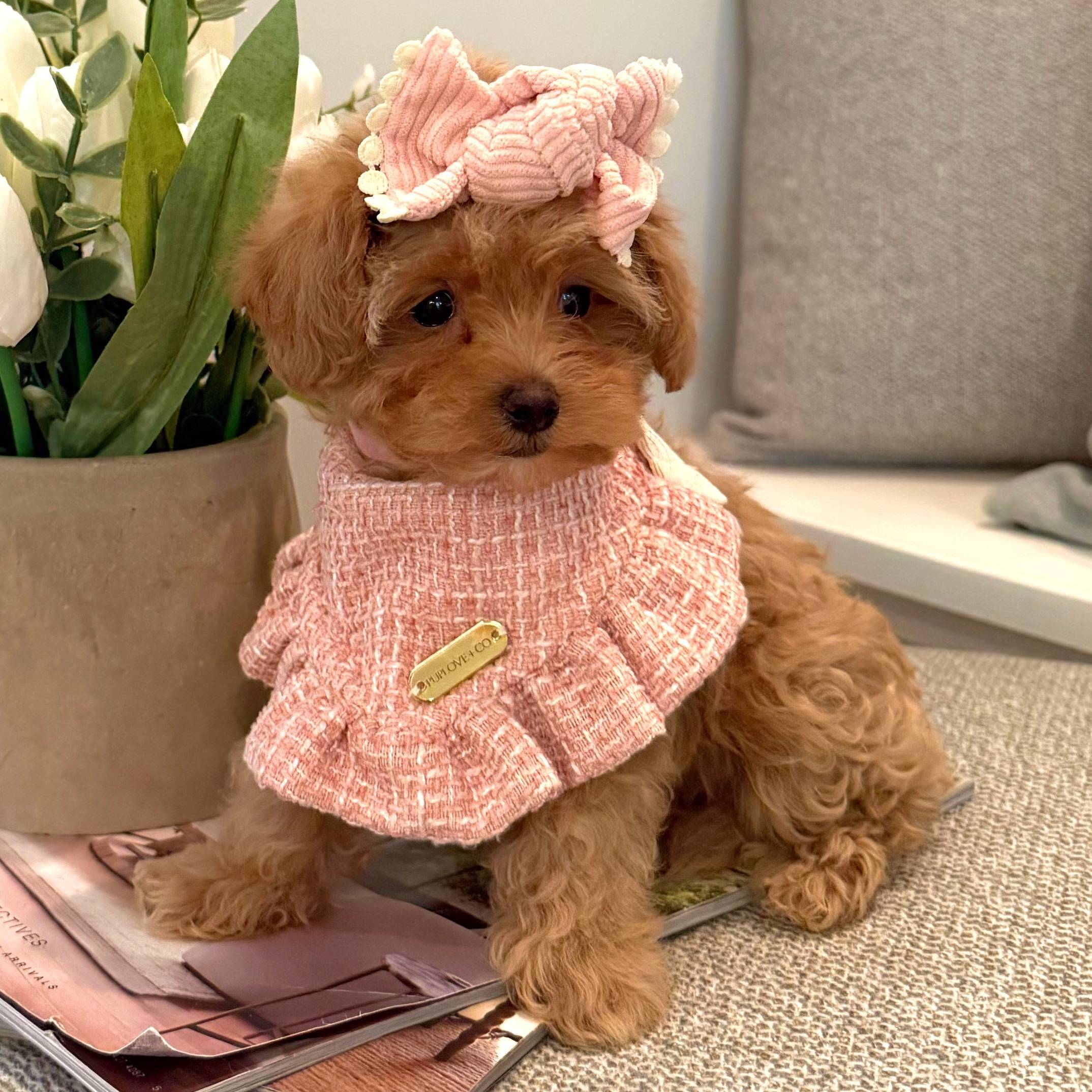 Maltipoo Puppies - Adopt a Maltipoo From Petite Posh Puppies Atlanta Georgia